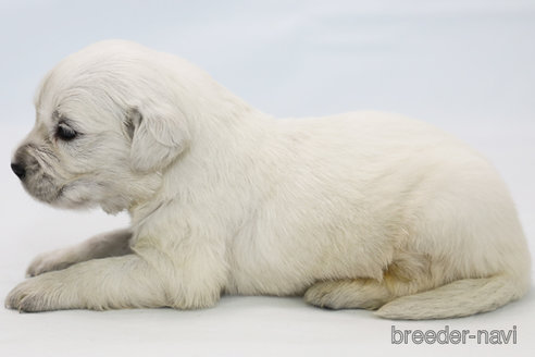 成約済の神奈川県のゴールデンレトリーバー-281112の2枚目